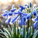 Agapanthes en hiver : ce geste à faire dès maintenant pour les sauver du gel