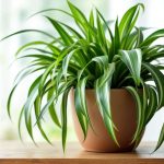 La plante-araignée : l’alliée redoutable pour assainir votre air intérieur quand la lumière vient à manquer