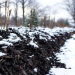 Le paillage que décembre transforme en véritable poison pour le jardin