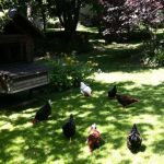 Installer un poulailler au jardin, c'est l'assurance d'attirer les rats et autres nuisibles : vrai ou faux ?