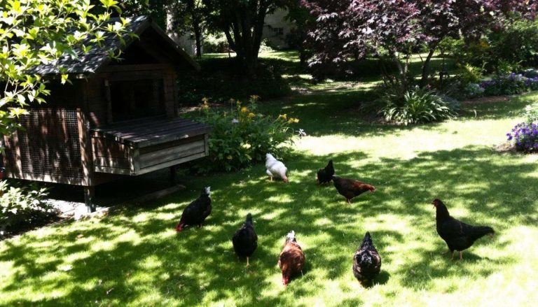 Installer un poulailler au jardin, c'est l'assurance d'attirer les rats et autres nuisibles : vrai ou faux ?