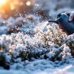 Arroser en hiver : ce n’est ni entre 9 h et 13 h, mais bien à cette heure précise de la journée qu’il faut agir pour éviter le gel