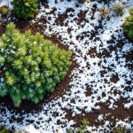Stop au gaspillage après les fêtes : votre vieux sapin peut booster le potager dès janvier