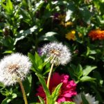 On vous a appris à l’arracher systématiquement : cette herbe est pourtant l’une des meilleures alliées de vos plantes