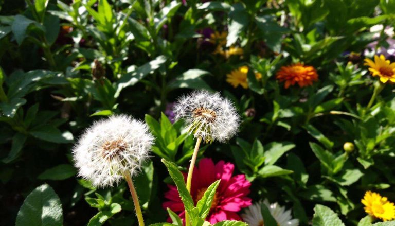 On vous a appris à l’arracher systématiquement : cette herbe est pourtant l’une des meilleures alliées de vos plantes