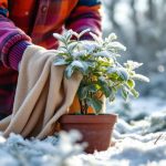 Hiver : ces 4 gestes à adopter dès que le froid s’installe pour protéger vos plantes du gel