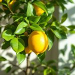 Citronnier en pot : comment gérer l’arrosage pour protéger les racines et favoriser la croissance