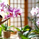 Technique japonaise pour arroser efficacement les orchidées